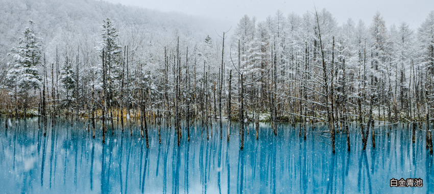 美瑛町白金青池